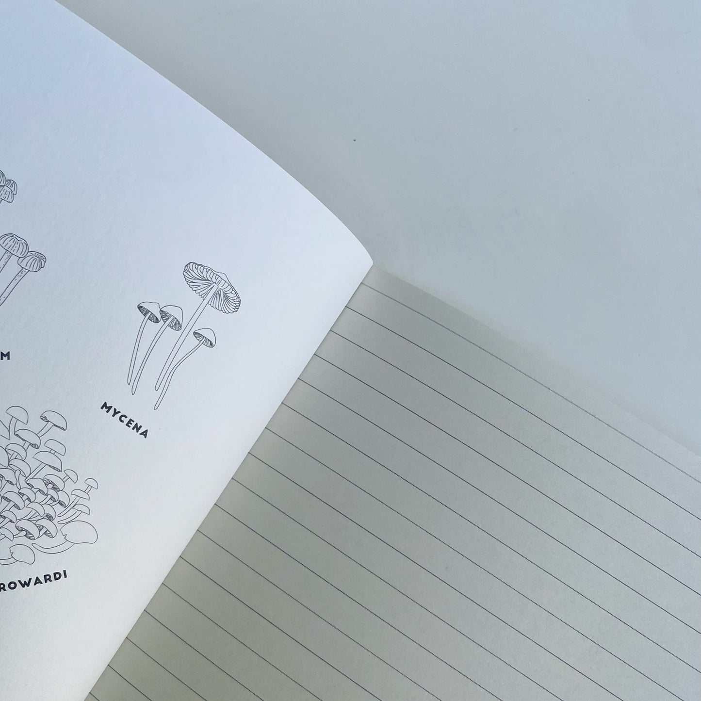 Libreta Reino Fungi blanco