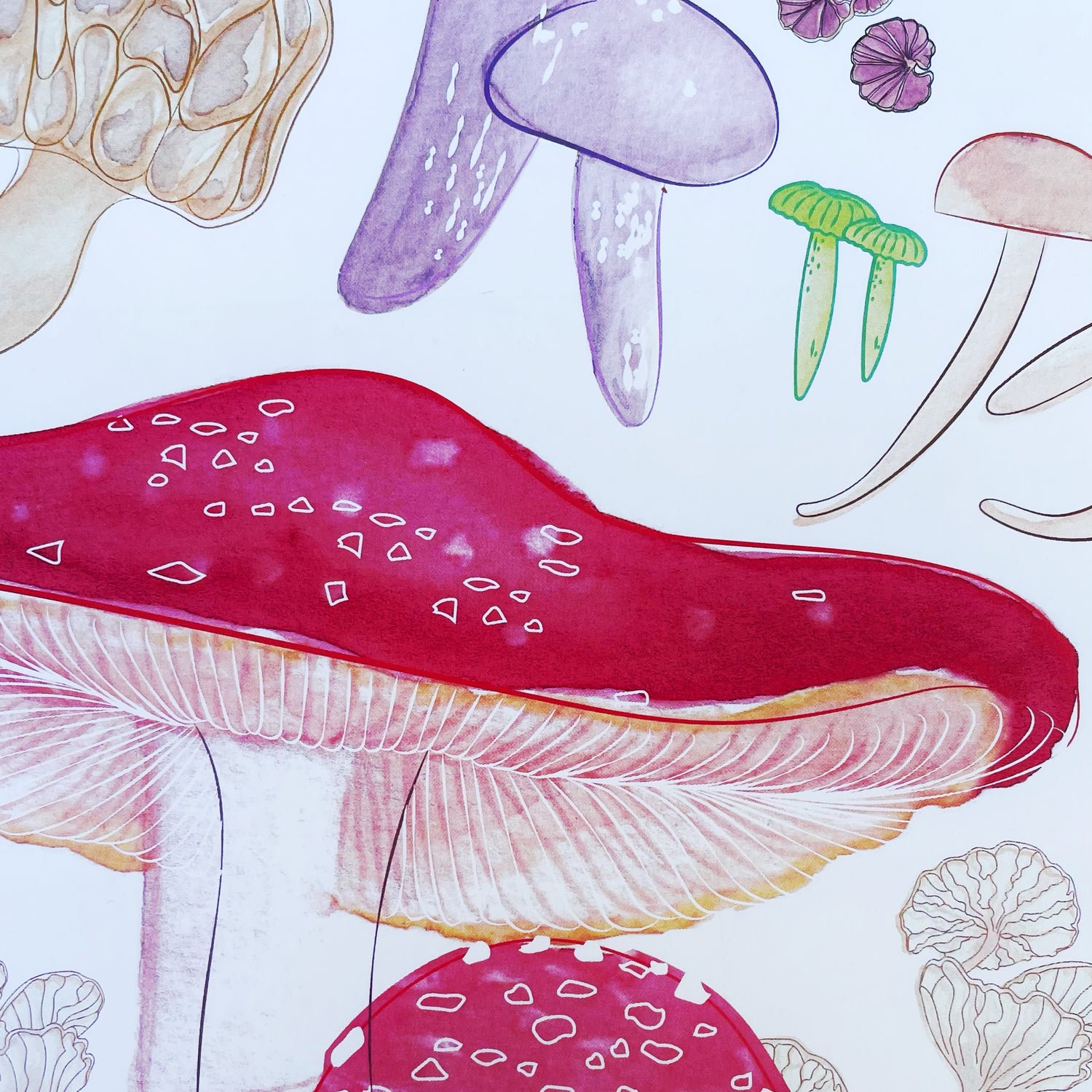 Libretas Mundo Fungi